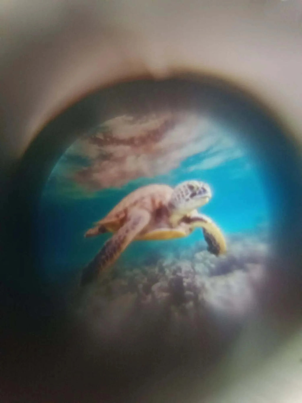 Sea Turtle Image Hidden Inside of Cowrie Shell Bracelet - Photo Memory Bracelet LLC